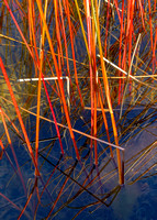 Colorful Reeds