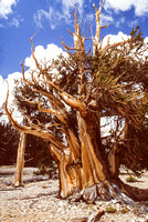 Bristlecone Pine-10