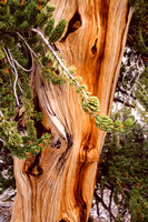 Bristlecone Pine-1