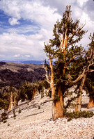 Bristlecone Pine-9