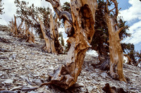 Bristlecone Pine-7