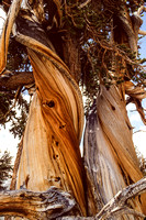 Bristlecone Pine-11