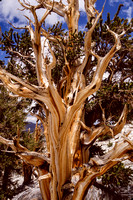 Bristlecone Pine-4